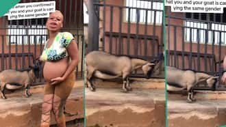 Lady Excited after Finding out She and Goat are Pregnant With Same Gender, Celebrates in Video