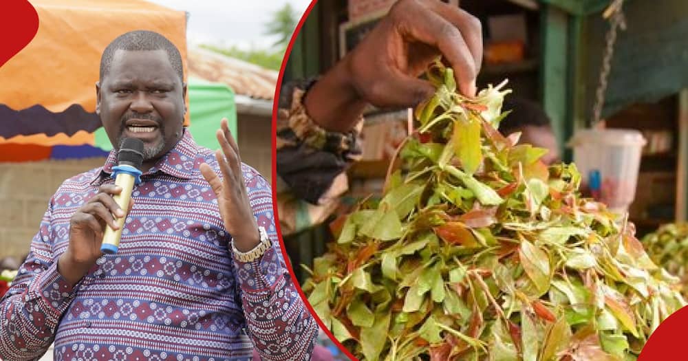 MP Geoffrey Ruku has admitted to chewing muguka.