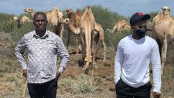Treasury CS Ukur Yatani Visits His Camels With Handsome Son Ali, Photo Elicits Mixed Reactions