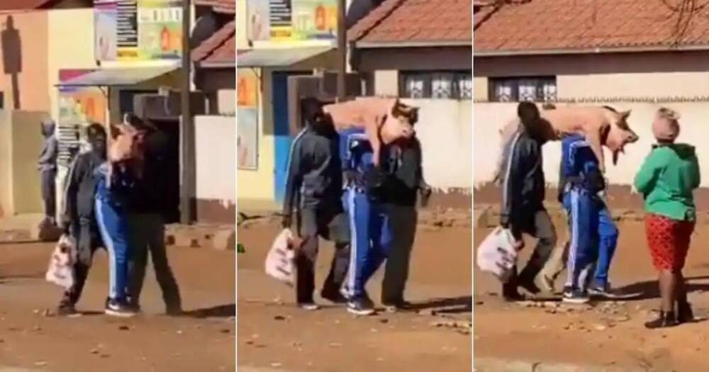 Mzansi people react to a video of 2 men carrying live pig dressed in new clothes after looting.