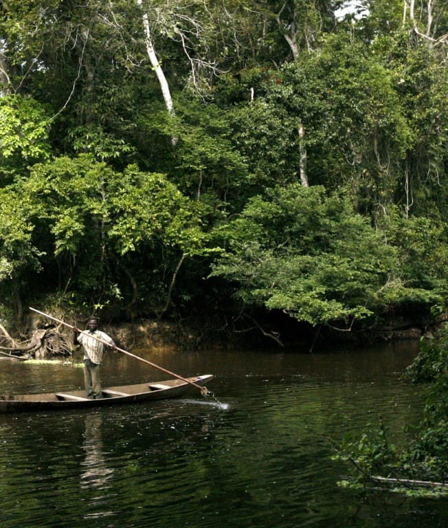 The Cavally Forest is in the southwestern Ivory Coast. The Cavally river forms the border with Liberia