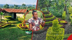 Nandi Woman Impresses Kenyans as Photos of Her Perfectly Landscaped Compound Go Viral