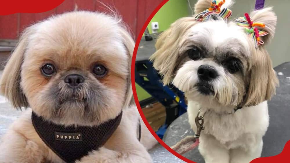 A collage of a Shih Tzu with a teddy bear haircut and a Shih Tzu with a pigtail haircut