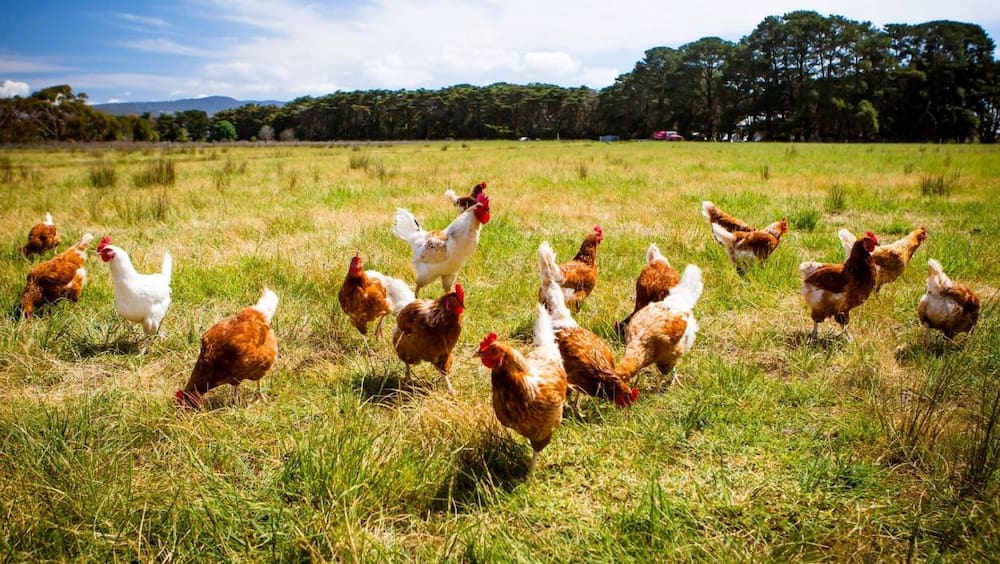 Man accidentally buys 1000 chickens online for KSh 155