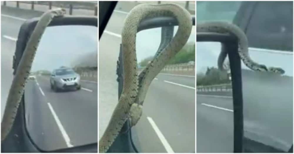 Snake clinging to his wing mirror