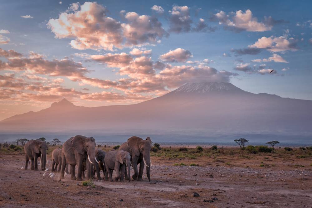 Kenya Wildlife Service park fees