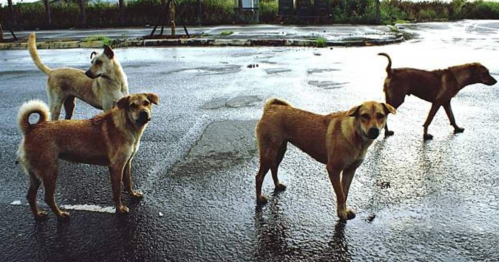 Stray dogs roaming freely in streets. Photo; Getty Images.
