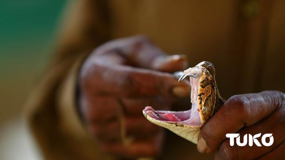 poisonous snakes in Kenya