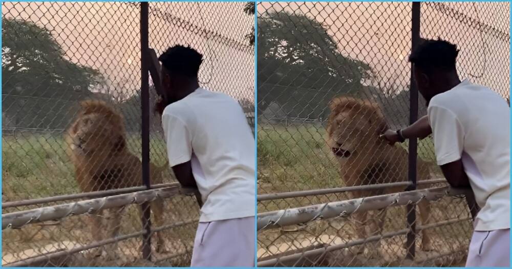 Photo of a Ghanaian man and lion