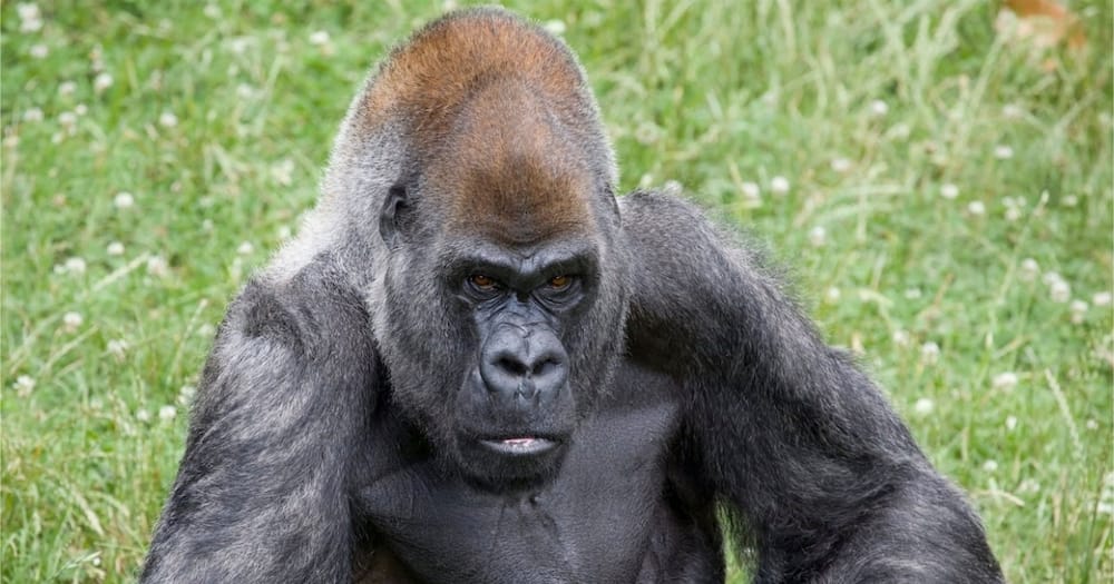 Ozzie is the third oldest gorilla in the world behind two older females.