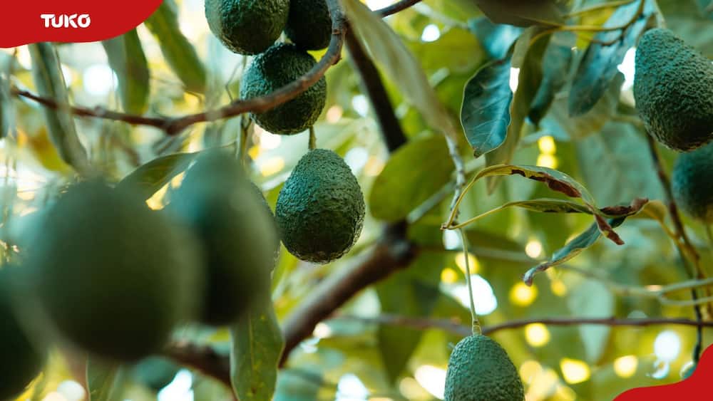 How many Hass avocado trees per acre in Kenya