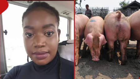 Gitaru Woman Hilariously Shares How Pigs She Sold to Client Returned Home