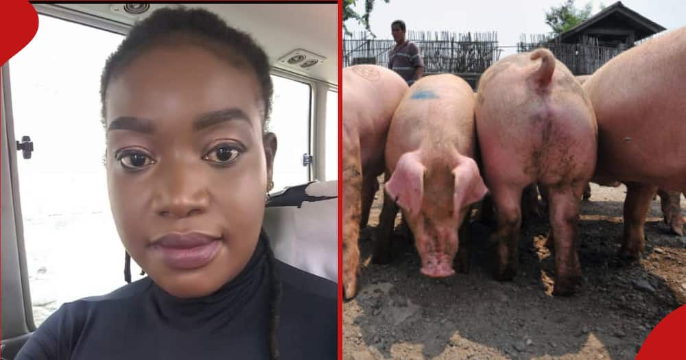Belssed Queen whose pigs followed her home and next frame shows pigs at their home.