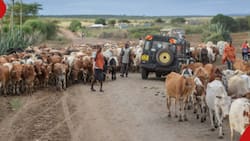 El-Nino: Experts Push for Financial Mobilisation Towards Sustainable Livestock Practices