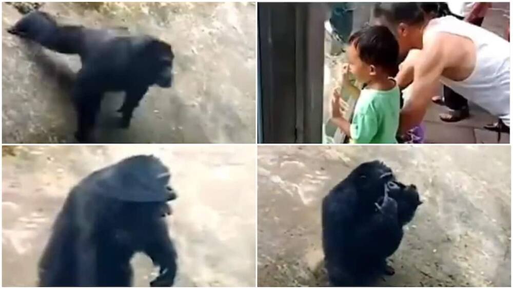 Chimpanzee copies man’s action