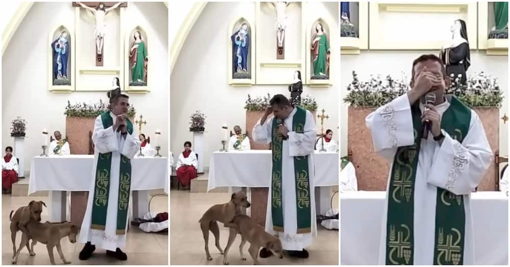 Dogs mmount in church