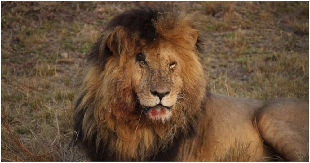 Scarface was a famed lion that lived in Maasai Mara until his death at 1pm on Friday, June 11.