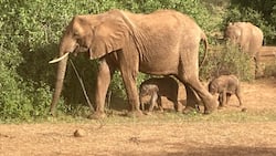 Jumbo Delivery as Samburu Elephant Bora Gives Birth to Twins in Rare Occurrence