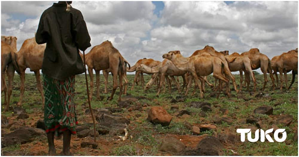 Marsabit camels