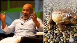 Mike Tyson Gives Interesting Narration of How Toad Venom Changed His Life