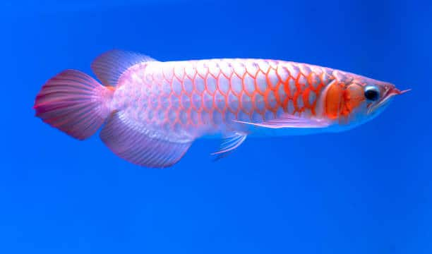 Aqua Treasures: Top 10 Most Expensive Fishes in the World - Enterprise Apps  Today