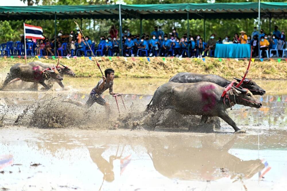 The usually placid animals are unrecognisable as they rampage down the watery field