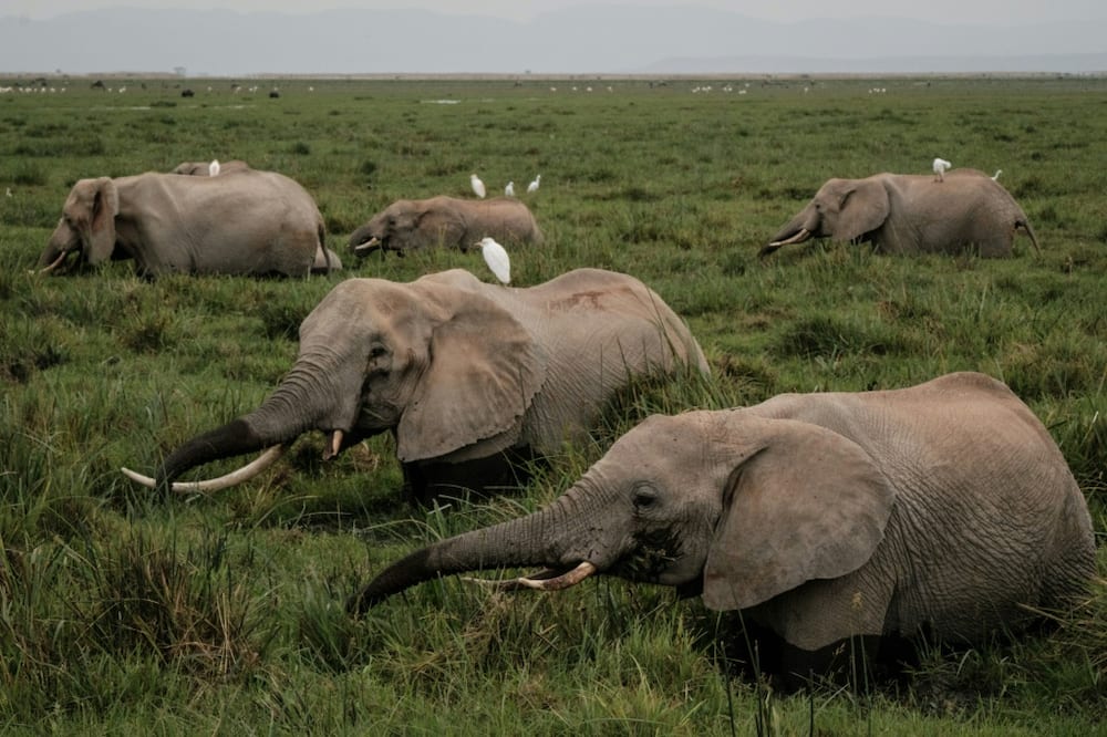 The terrain on the edge of Amboseli National Park in southern Kenya boasts elephants, giraffes, antelopes and lions