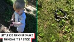 Toddler Picks Up Snake, Thinks It’s a Stick: “He Was Ready To Eat That Thing”