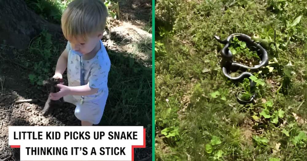 A baby picked up a rat snake after thinking it was a stick.