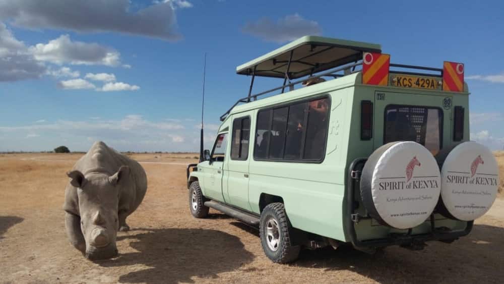 A rhino walking past the Spirit of Kenya vehicle