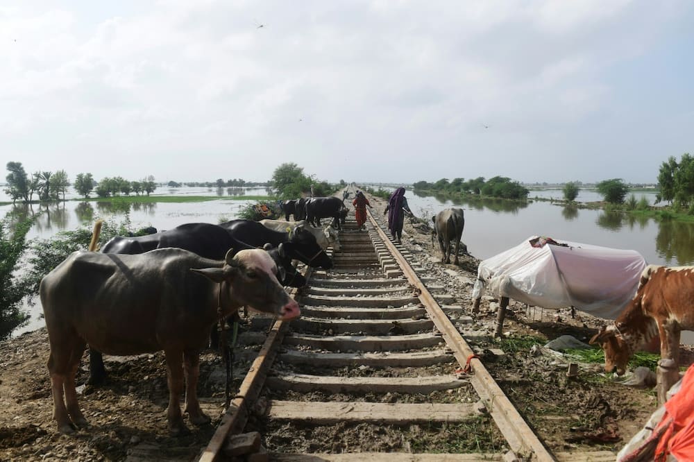 Farmers and their cattle take relief from flooded lands on an elevated railway track near Jacobabad in Sindh province