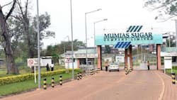 Mumias sugar set to commence milling in September after purchase of new machines