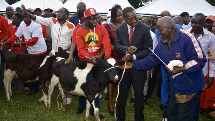Mwangi Wa Iria Promises to Give Every Kenyan a Cow if Elected President