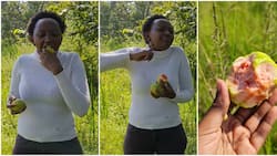 Charlene Ruto Uses Kenyan Sign Language to Show Love for Mapera: "Seeds Are Not Digestible"