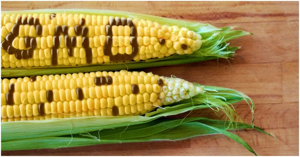 GMO food. Photo: FoodScience.