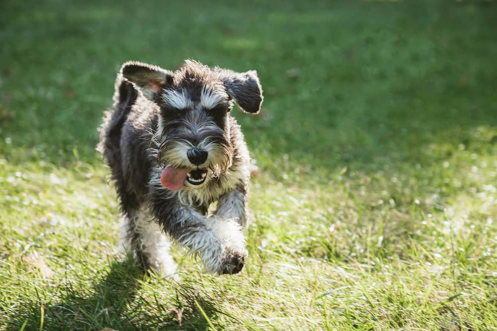 A schnauzer is running on the grass