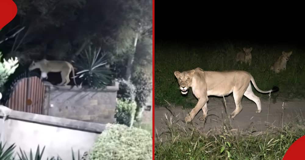 Lioness roams in Ongata Rongai neighbourhood at night (l). Image of lionesses (r).