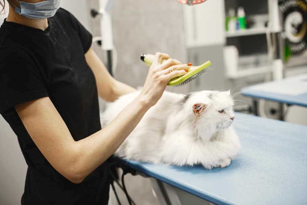 A woman brushing a white cat in a vet room