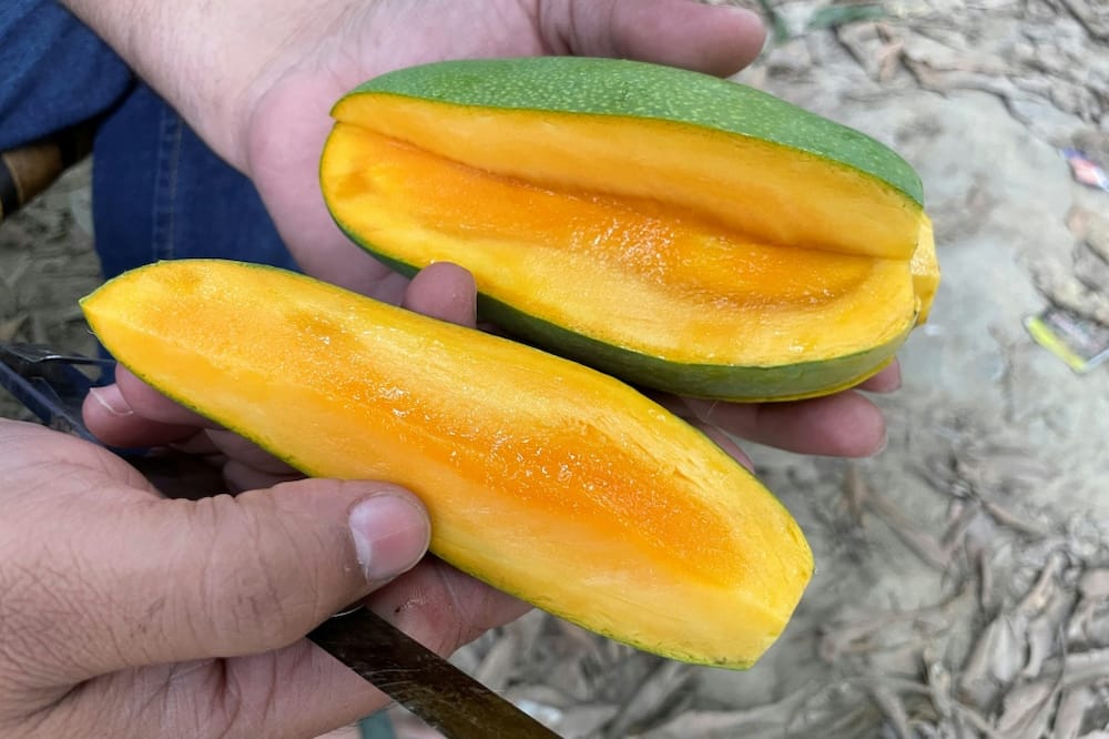 India is the largest producer of mangoes, accounting for half the global output