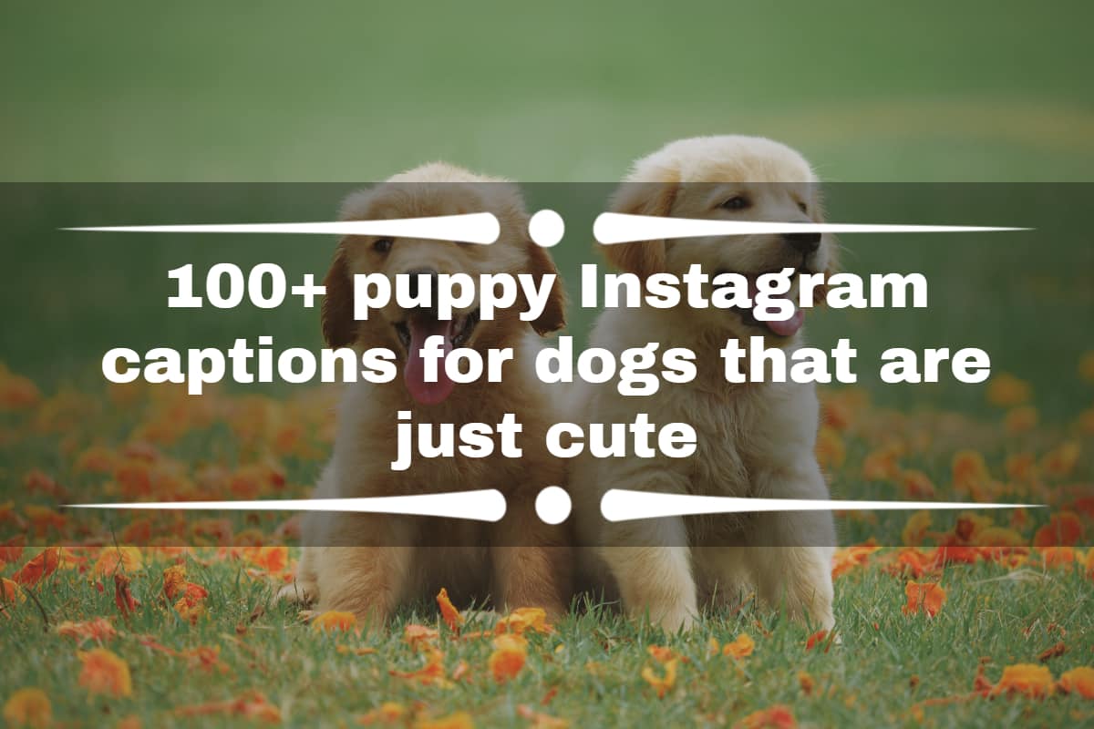 65 Best Dog Instagram Captions - Cute and Funny Captions for Dog