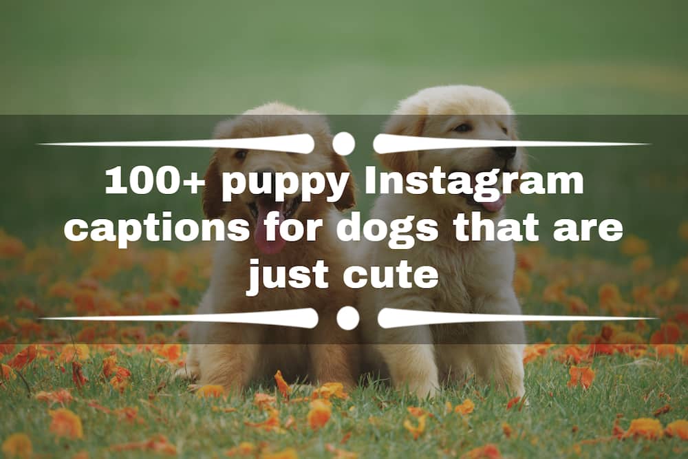 puppy Instagram captions