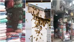 Confusion as Stunning Video Shows Plenty Bees Taking Over Shop