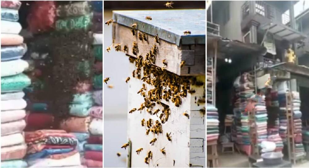 Swarm of bees take of tailoring materials shop at a Lagos market.