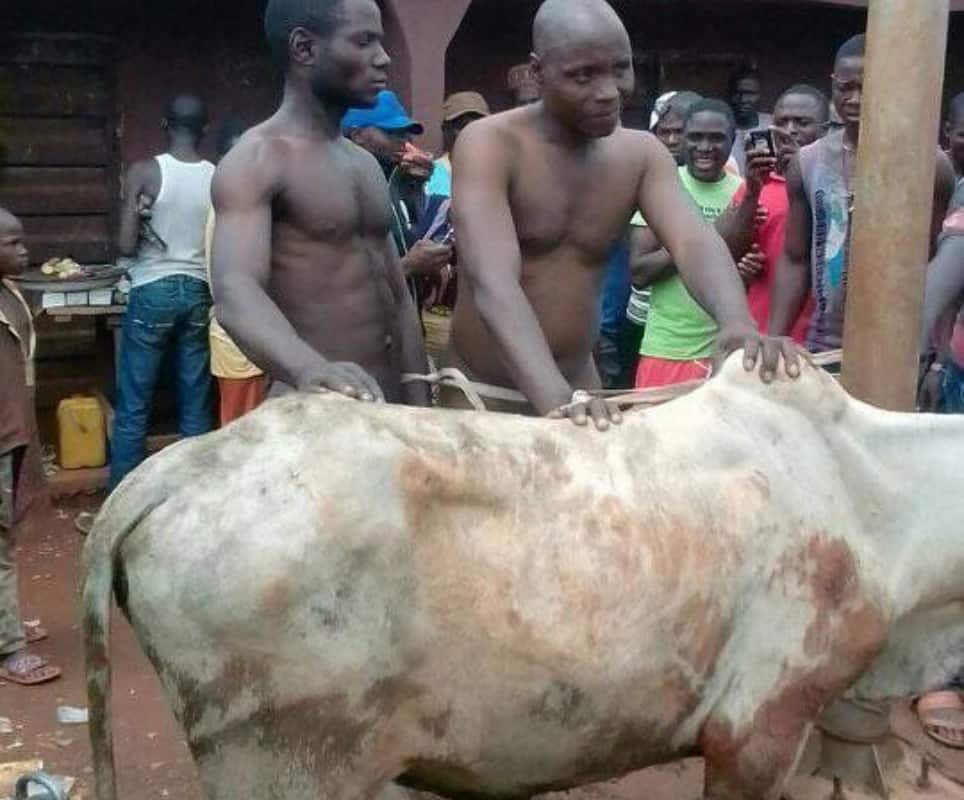 Bungoma Thieves Caught After Stealing a Herd of Cattles, Strip Naked