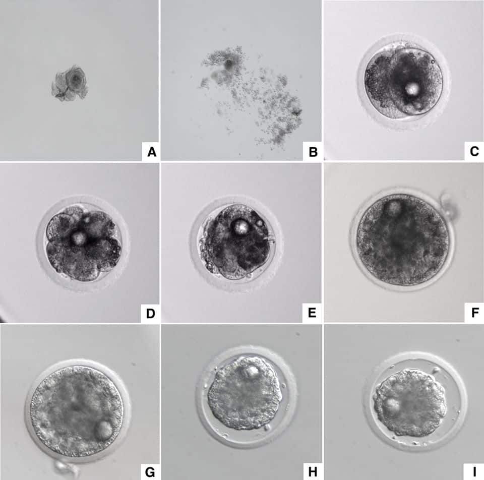 Scientists create third embryo of endangered northern white rhino using eggs from Kenya