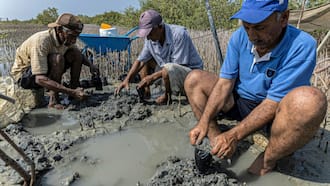 Egypt replants mangrove 'treasure' to fight climate change impacts