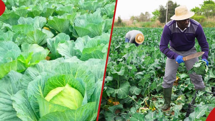 "I Started Farming Cabbages in 2023, But I've Been Making Losses": Expert Advises