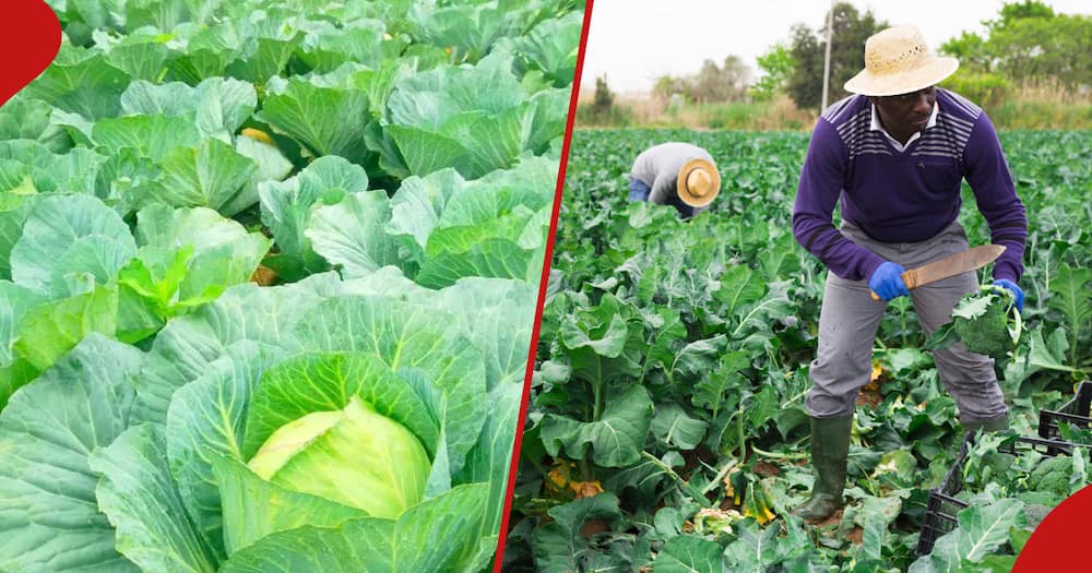 Making profits in cabbage farming.