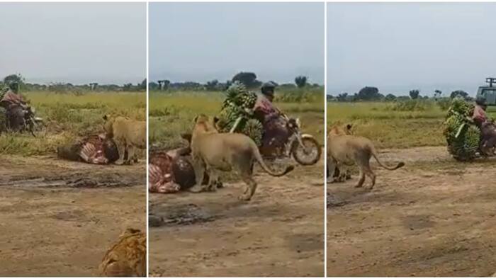 Daring Boda Rider Ferrying Green Bananas Speeds Past Pride of Lions in Feeding Frenzy: "Zimeshiba"