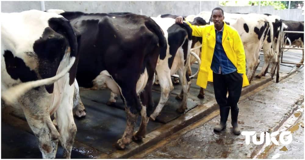 Stephen Wanjau Dairy farming.